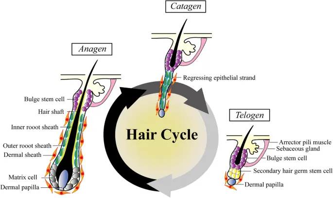 papel de las células madre en la función del folículo piloso y el crecimiento del cabello