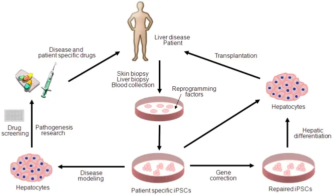 Una representación gráfica de la diferenciación de las células madre y su posible aplicación en el tratamiento de las enfermedades hepáticas