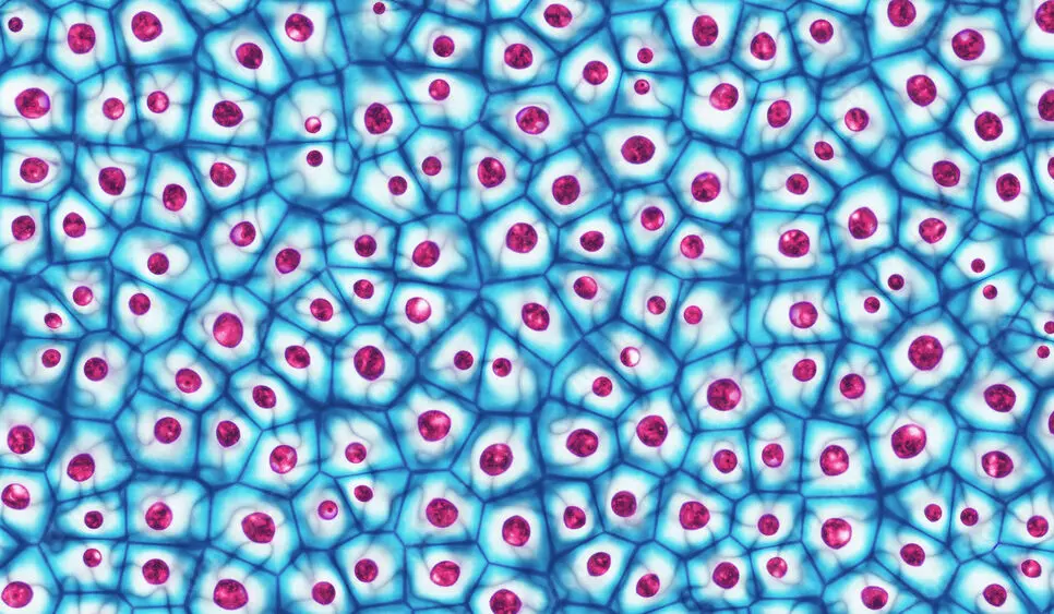 Vista microscópica de una célula madre
