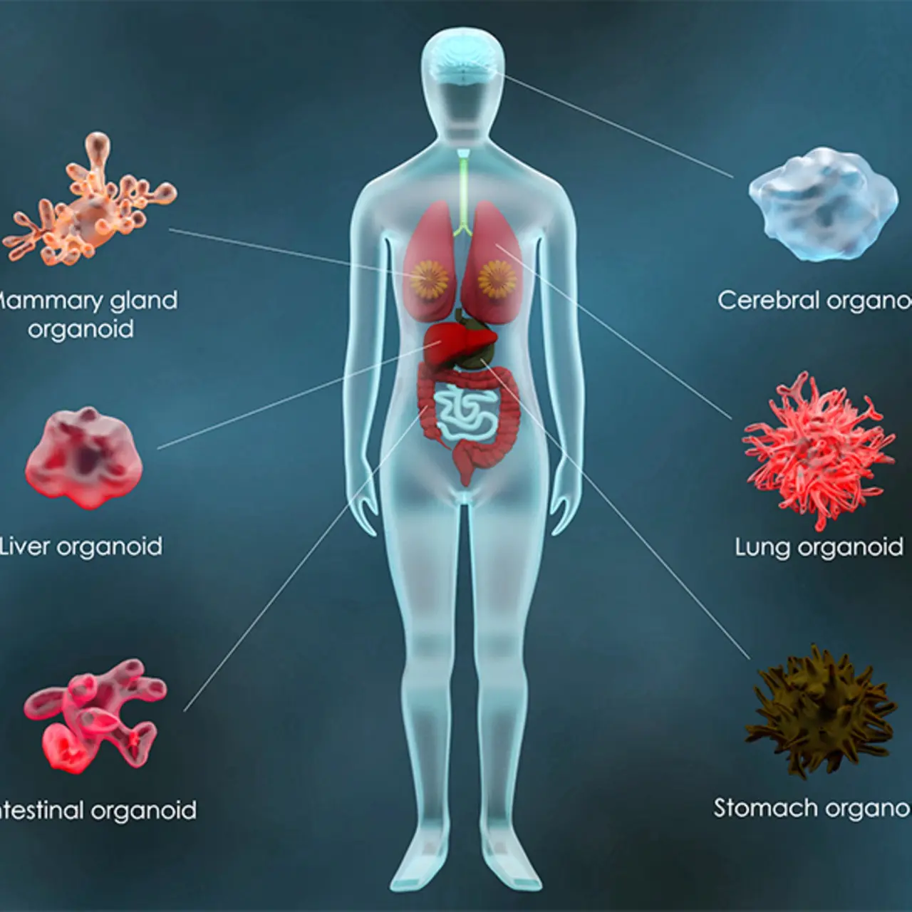 Una infografía que ilustra las diversas enfermedades tratadas con la terapia con células madre