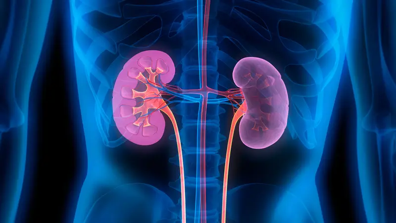 Cómo la terapia con células madre podría revolucionar el tratamiento renal