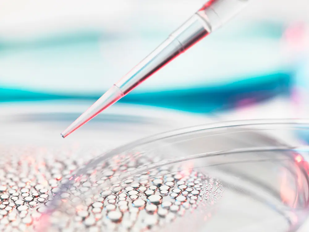 Investigación con células madre, pipeteando una muestra en una placa de Petri que contiene células madre para investigación médica