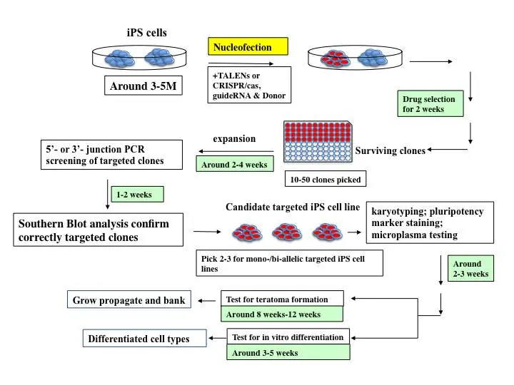 Representación gráfica del proceso de ingeniería de las iPSC.