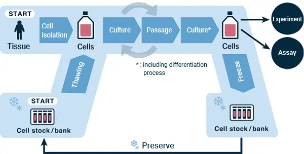 Imagen que muestra el proceso de cultivo de células madre en un laboratorio