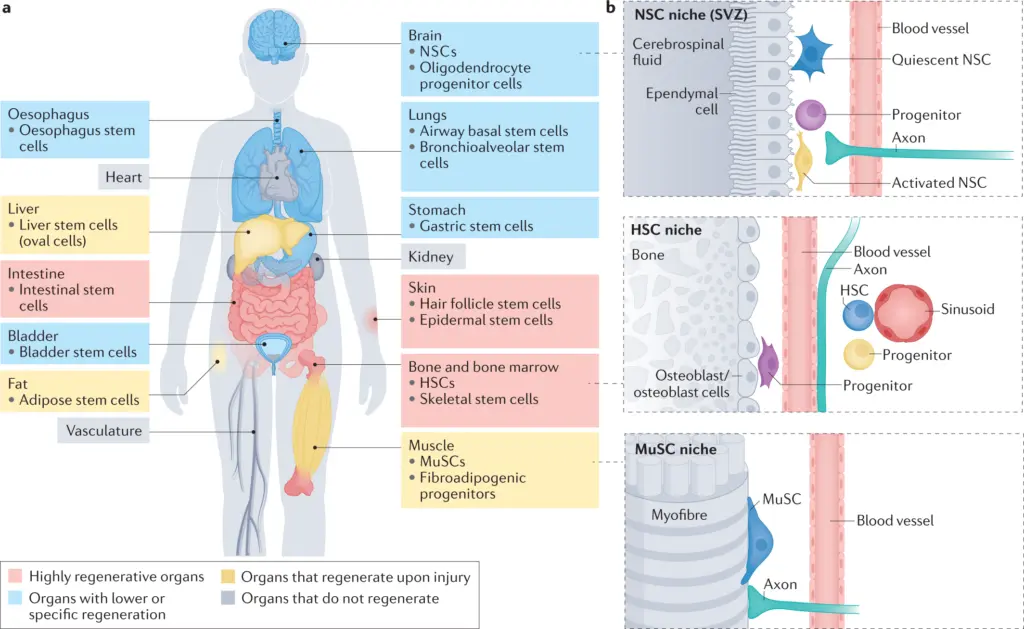Una imagen que muestra el potencial de las células madre para rejuvenecer el cuerpo