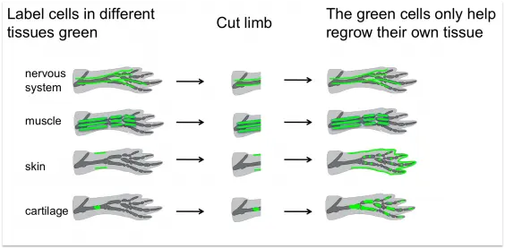 Un diagrama que ilustra el proceso de regeneración en el cuerpo humano