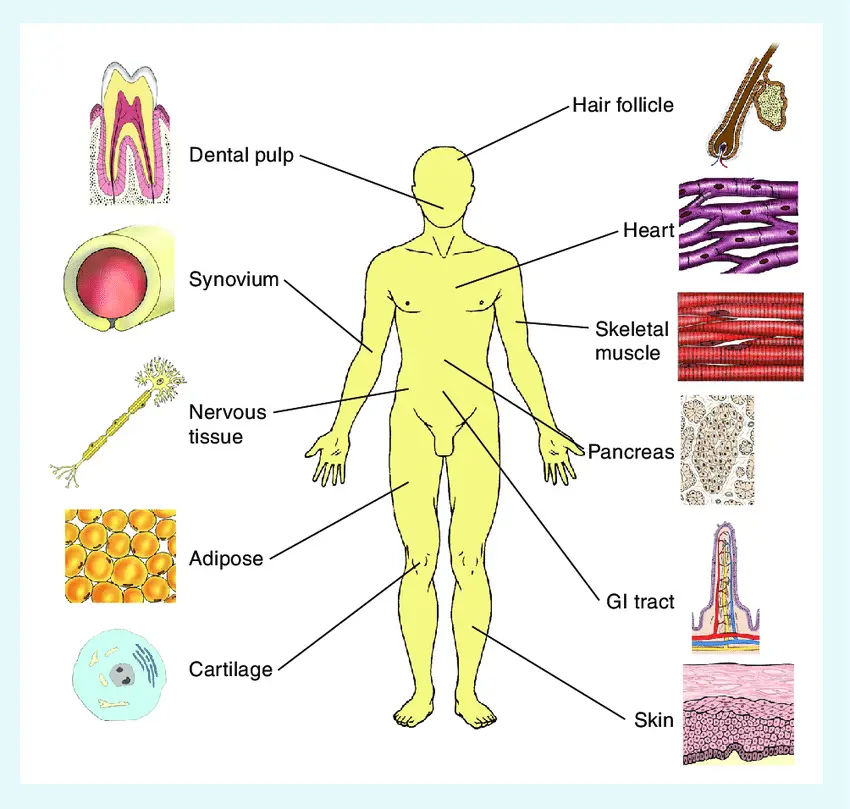 Un diagrama anatómico que muestra la ubicación de los reservorios de células madre en el cuerpo humano.