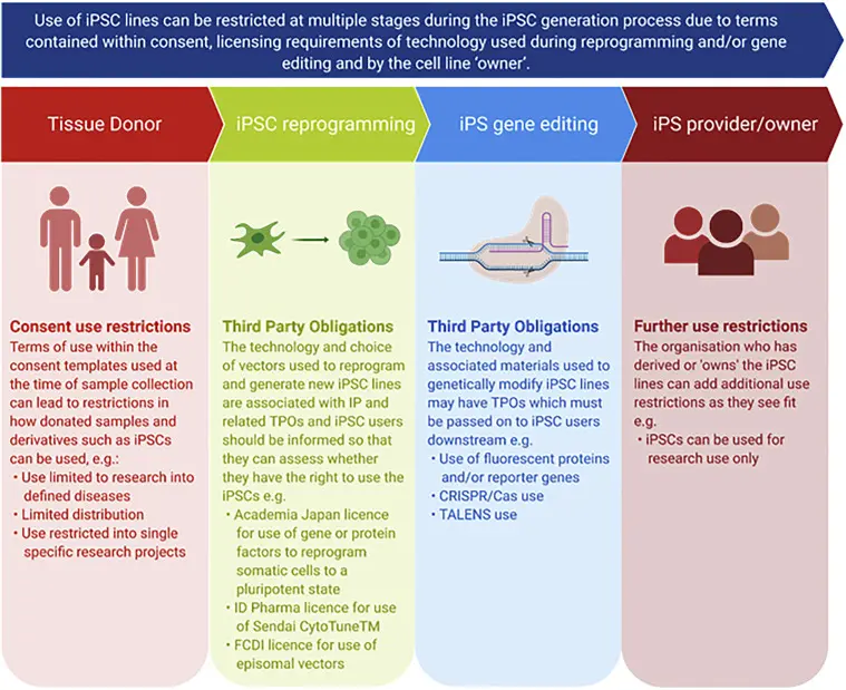 Una infografía que muestra las posibles aplicaciones de las iPSC en medicina 