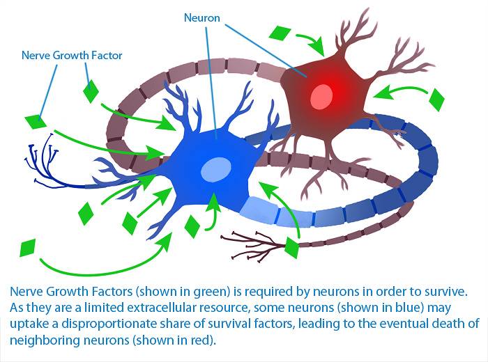 Las neurotrofinas NGF y BDNF favorecen el crecimiento y la supervivencia de las neuronas