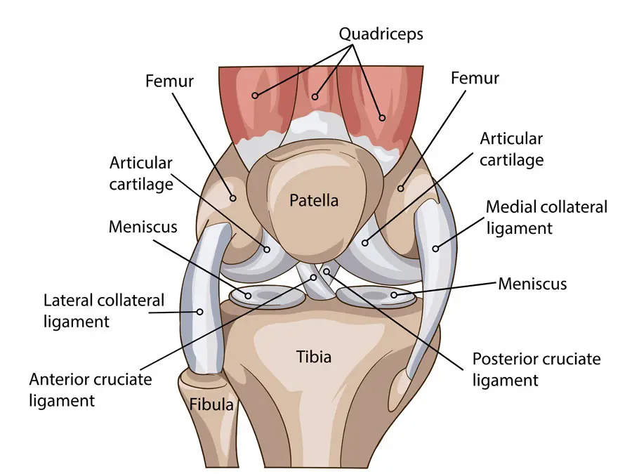 anatomía de la articulación de la rodilla