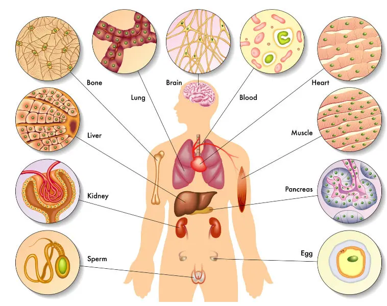 Una ilustración que muestra la versatilidad de las células madre al transformarse en diversas células del cuerpo.